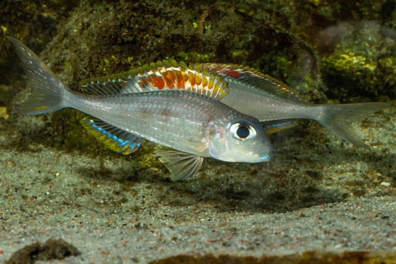 Xenotilapia nigrolabiata 'Chituta Bay'